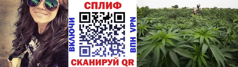 Купить  Невель  МАРИХУАНА сатива 